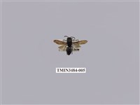 藏品(中華異喙蜾蠃)的圖片